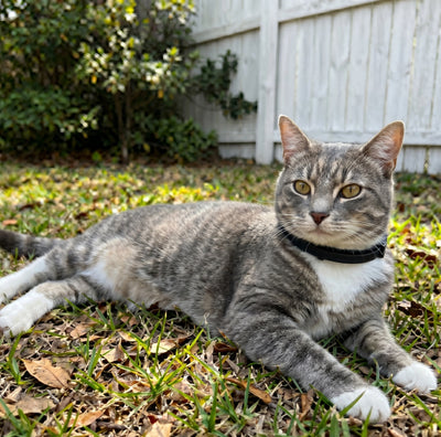 FleaYouLater Pet