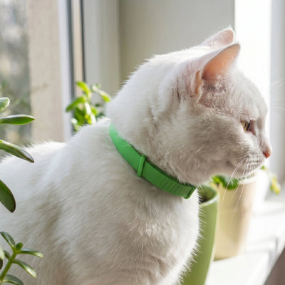 FleaYouLater Pet