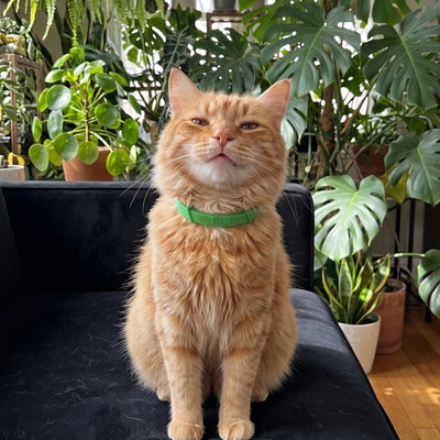 FleaYouLater Pet