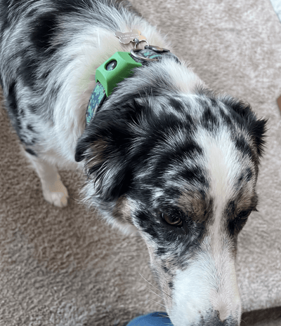 FleaYouLater Pet