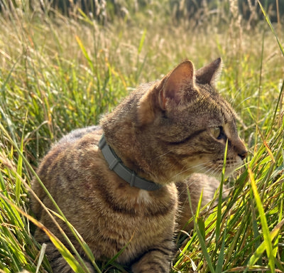 FleaYouLater Pet
