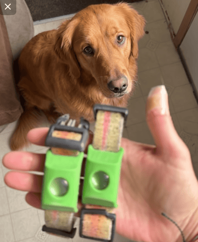 FleaYouLater Pet