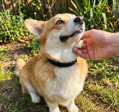 FleaYouLater Pet