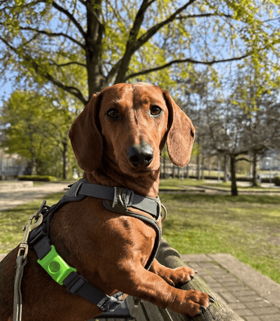 FleaYouLater Pet