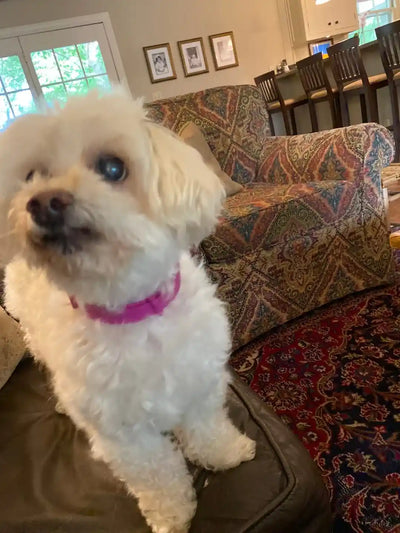 FleaYouLater Pet
