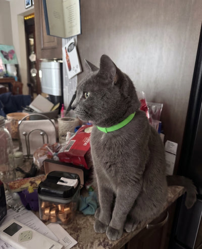 FleaYouLater Pet