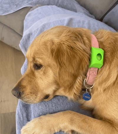 FleaYouLater Pet