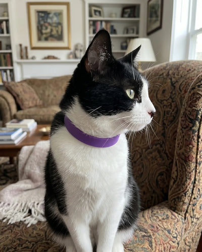 FleaYouLater Pet