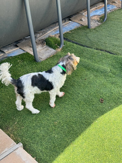 FleaYouLater Pet