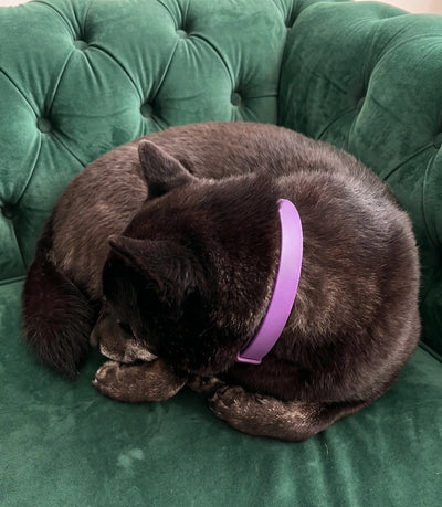 FleaYouLater Pet