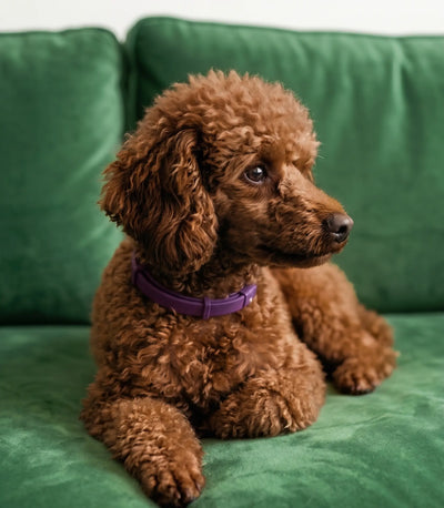 FleaYouLater Pet