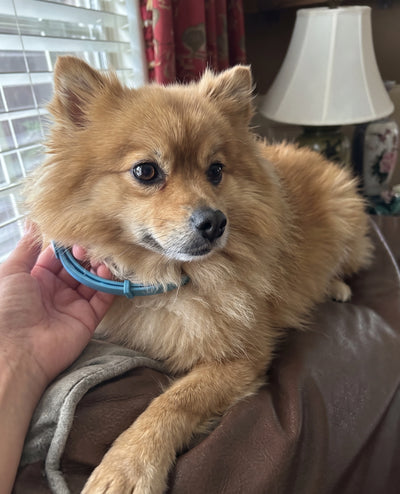 FleaYouLater Pet