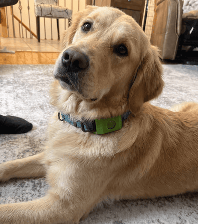 FleaYouLater Pet