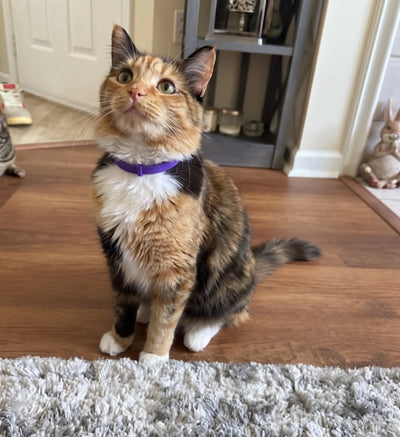 FleaYouLater Pet