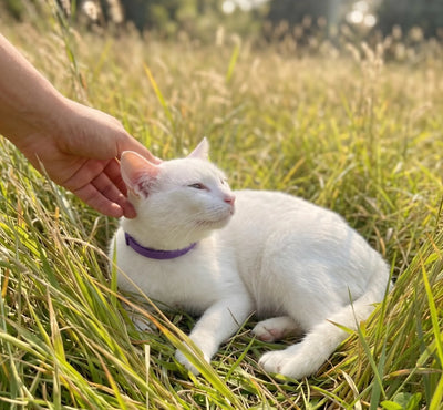 FleaYouLater Pet