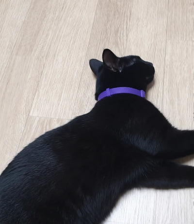 FleaYouLater Pet