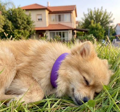 FleaYouLater Pet