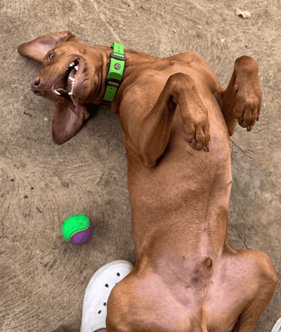 FleaYouLater Pet