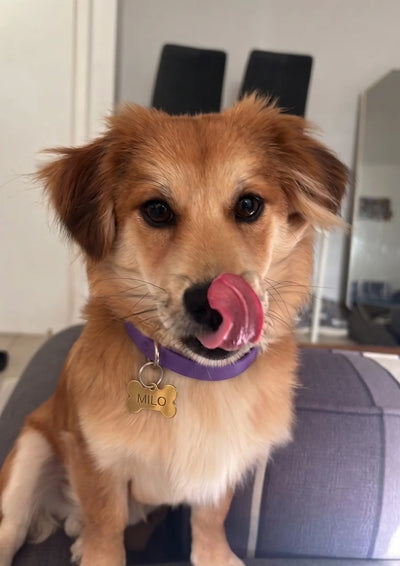 FleaYouLater Pet