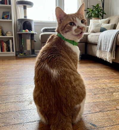 FleaYouLater Pet